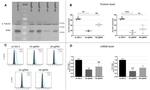 HLA-G Antibody in Flow Cytometry (Flow)