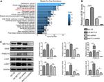 VEGF Antibody in Western Blot (WB)