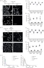 p21 Monoclonal Antibody (R.229.6) (MA5-14949)