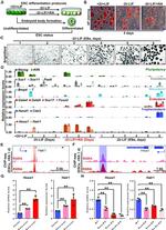 RARA Antibody in ChIP Assay (ChIP)