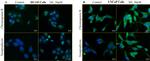 Chromogranin B Antibody in Immunocytochemistry (ICC/IF)