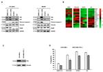 GAPDH Antibody in Western Blot (WB)