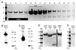 MERS Coronavirus Spike Protein Antibody in Western Blot (WB)