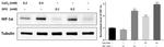 HIF1A Antibody in Western Blot (WB)