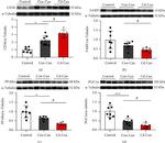 PPAR alpha Antibody in Western Blot (WB)