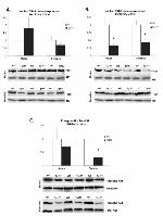 THRB Antibody in Western Blot (WB)