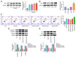 IL-1 beta Antibody in Western Blot (WB)