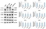 SIRT1 Antibody in Western Blot (WB)