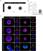 PAX6 Antibody in Immunocytochemistry (ICC/IF)