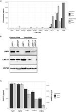 Epstein Barr Virus LMP2A Antibody in Western Blot (WB)