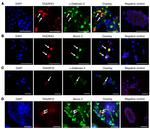 TAS2R43 Antibody in Immunohistochemistry (Frozen) (IHC (F))