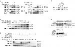 OTUB2 Antibody in Western Blot (WB)