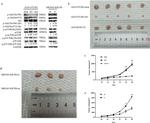 OTUB2 Antibody in Western Blot (WB)