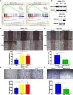 RNF135 Antibody in Western Blot (WB)