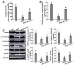 PPARA Antibody in Western Blot (WB)