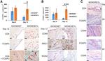 CD4 Antibody in Immunohistochemistry (IHC)