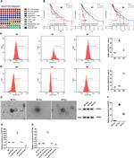 CD86 (B7-2) Monoclonal Antibody (IT2.2), PE (12-0869-42)