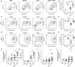 CD207 (Langerin) Antibody in Flow Cytometry (Flow)