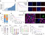 CD335 (NKp46) Antibody in Immunohistochemistry (Paraffin) (IHC (P))