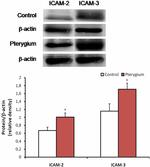 ICAM-2 Antibody in Western Blot (WB)