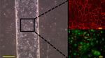 GLUT1 Antibody in Immunocytochemistry (ICC/IF)