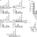 ZO-2 Antibody in Western Blot (WB)