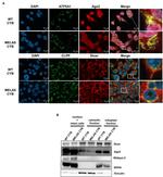 ATP5A1 Antibody in Immunocytochemistry (ICC/IF)