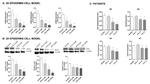 Fibronectin Antibody in Western Blot (WB)