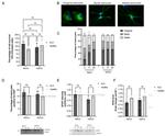 PCNA Antibody in Western Blot (WB)