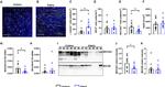 MUC5AC Antibody in Western Blot (WB)