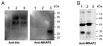 MRAP2 Antibody in Western Blot (WB)