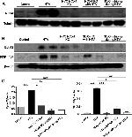 EphA2 Antibody in Western Blot (WB)