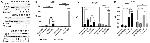 PPAR alpha Antibody in Western Blot (WB)