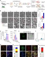 MYOD Antibody in Immunocytochemistry (ICC/IF)