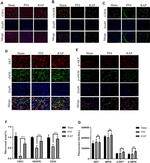 eNOS Antibody in Immunohistochemistry (IHC)