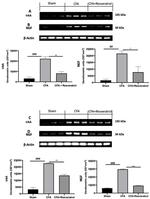 NGF Antibody in Western Blot (WB)