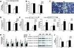 OxPhos Blue Native WB Antibody in Western Blot (WB)