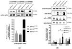 Ephrin B1 Antibody in Western Blot (WB)