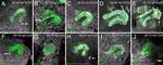 GFP Antibody in Immunohistochemistry (IHC)