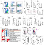 CD45 Antibody in Flow Cytometry (Flow)