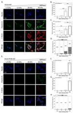 Filamin A Antibody in Immunocytochemistry (ICC/IF)