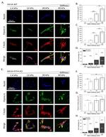 Filamin A Antibody in Immunocytochemistry (ICC/IF)