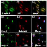 Lamin A/C Antibody in Immunocytochemistry (ICC/IF)