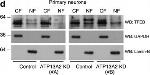 Goat IgG (H+L) Secondary Antibody in Western Blot (WB)