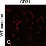 Rat IgG (H+L) Cross-Adsorbed Secondary Antibody in Immunohistochemistry (Frozen) (IHC (F))