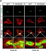 Mouse IgG (H+L) Highly Cross-Adsorbed Secondary Antibody in Immunocytochemistry (ICC/IF)