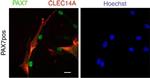 Sheep IgG (H+L) Cross-Adsorbed Secondary Antibody in Immunocytochemistry (ICC/IF)