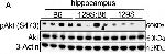 Rabbit IgG (H+L) Secondary Antibody in Western Blot (WB)