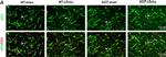 Mouse IgG (H+L) Highly Cross-Adsorbed Secondary Antibody in Immunohistochemistry (IHC)