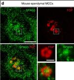 Mouse IgG2b Cross-Adsorbed Secondary Antibody in Immunocytochemistry (ICC/IF)